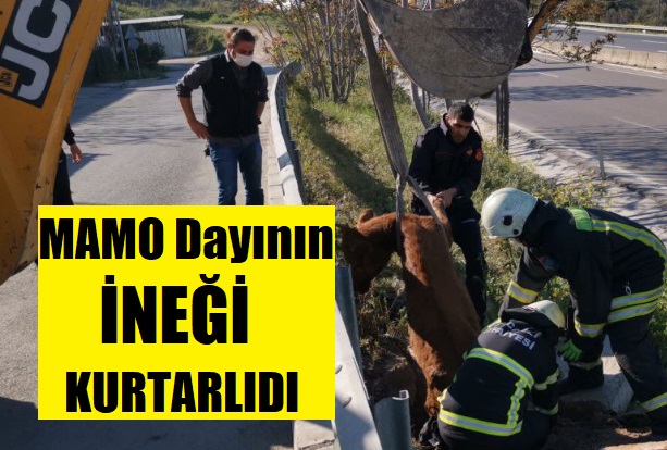 Mamo dayının kuyuya düşen ineğini itfaiye kurtardı